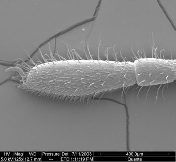 Media type: image;   Invertebrate Zoology 134644